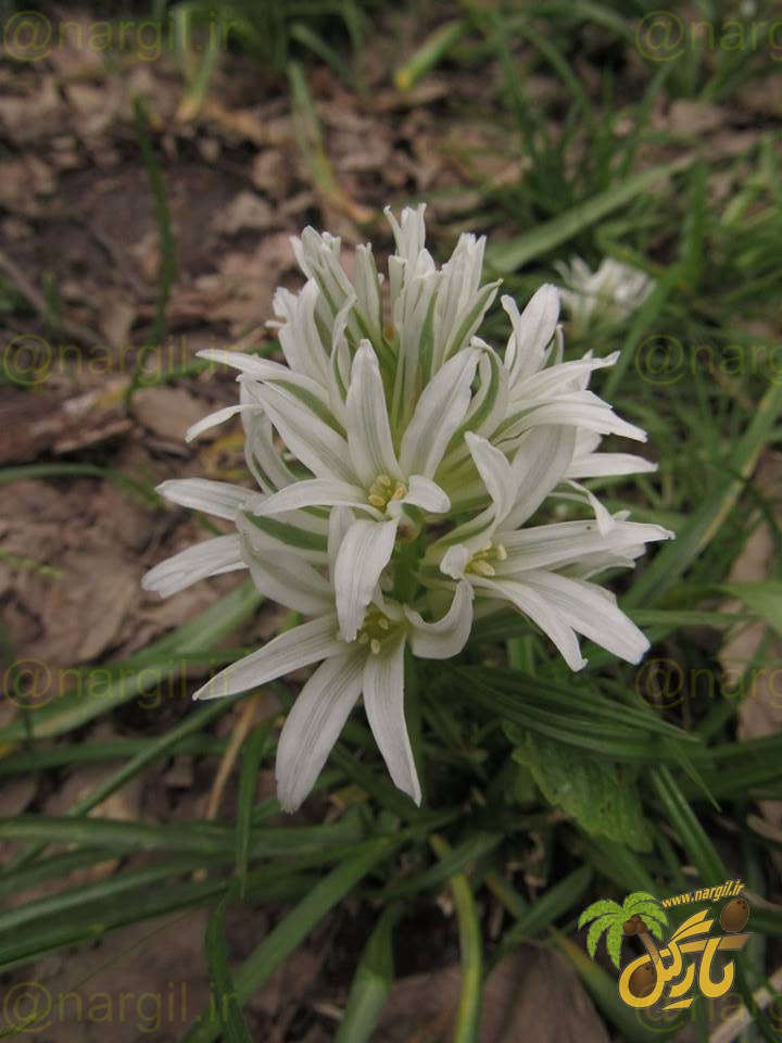 Ornithogalum bungei